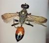 Sphex funerarius